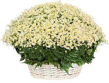 Цветочная композиция из Ромашки в корзине #REPLACE_PRED# Лисках